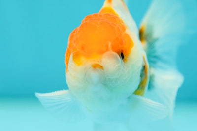 Sakura Oranda Bouton Yeux Mâle 3,2 pouces #0526OR_01