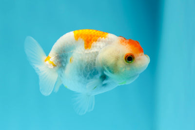 Lionchu Female 3-3.5 inches #0602LC_09