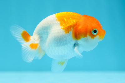 Lionchu Female 3.5 inches #0629LC_29