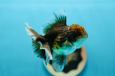 Rose Tail Kirin Oranda Mâle 3,5 pouces #0714OR_09