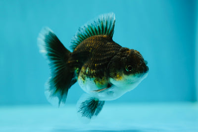 Calico Kirin Oranda Male 3.5 inches #0602OR_24