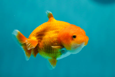 Sharkchu Male 3.5inches #0519LC_04