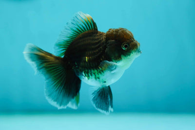 Kirin Oranda Mâle 3,5-4 pouces #0721OR_32