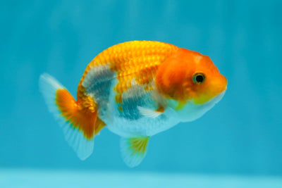 Lionchu Female 3-3.5 inches #0616LC_25