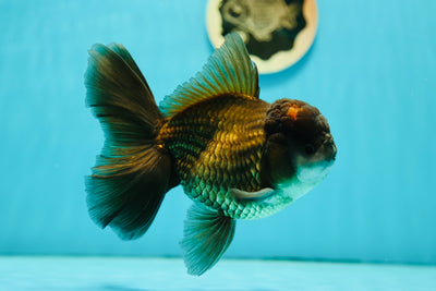 Mâle Oranda Bronze de catégorie A 5,5 à 6 pouces #0526OR_07