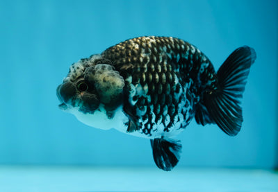 LionQueen Blue Tiger de catégorie A 3,5 pouces #0728LC_06