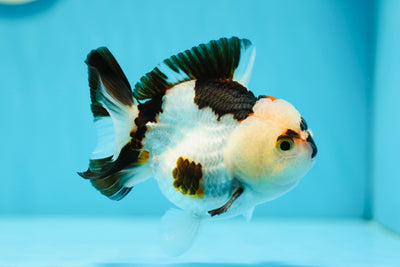 AAA Grade Tricolor Yuanbao Male 4 inches #0707YB_03