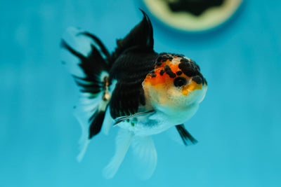 A Grade Tricolor Oranda Male 3.5-4 inches #0616_04