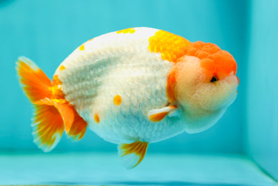 Chonk LionQueen de grado AAA de 5 pulgadas n.° 0505LC_16