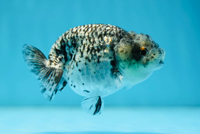 AAA Grade Special Pepper LionQueen 3.5-4 inches #0728LC_05