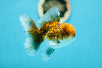 Kirin Oranda mâle en or de qualité A, 4 pouces #0629OR_17