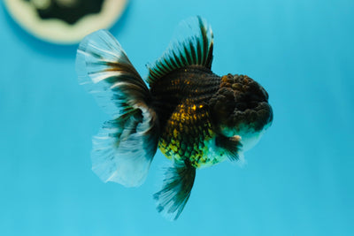 Kirin Tiger Oranda mâle de qualité A 4 pouces #0707OR_22