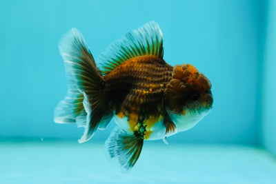 Dark Tiger Oranda Female 3-3.2inches #0526OR_17