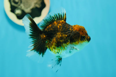A Grade Tiger Oranda Female 4 inches #0616OR_20