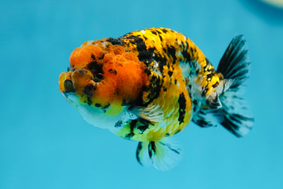 Tigre tricolore rare de catégorie A LionKing 4 pouces #0721LC_21