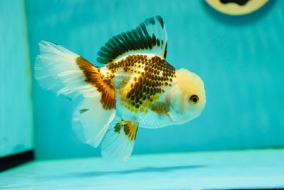 Oranda à pois tricolore femelle 5-5,5 pouces #0428OR_21