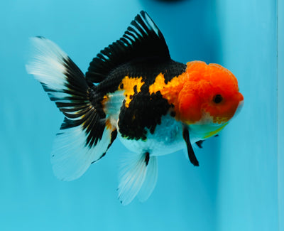 AAA Grade Tricolor Oranda Female 4.5-5 inches #0616_01