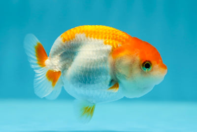 Lionchu Female 3-3.5 inches #0616LC_24