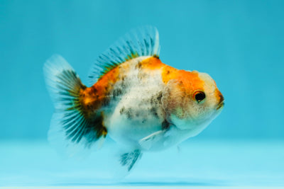 Calico Oranda Female 3-3.5 inches #0602OR_32