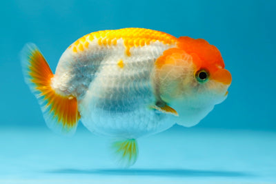 Lionchu Female 3-3.5 inches #0609LC_22