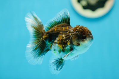 Kirin Oranda mâle à queue rose de qualité A, 3,5 pouces #0714OR_07