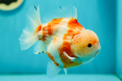 Mâle Yuanbao Super Sakura de qualité AAA 5 pouces #0519YB_15