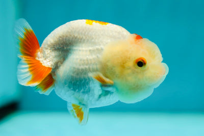 Lionchu Male 3-3.5 inches #0526LC_28