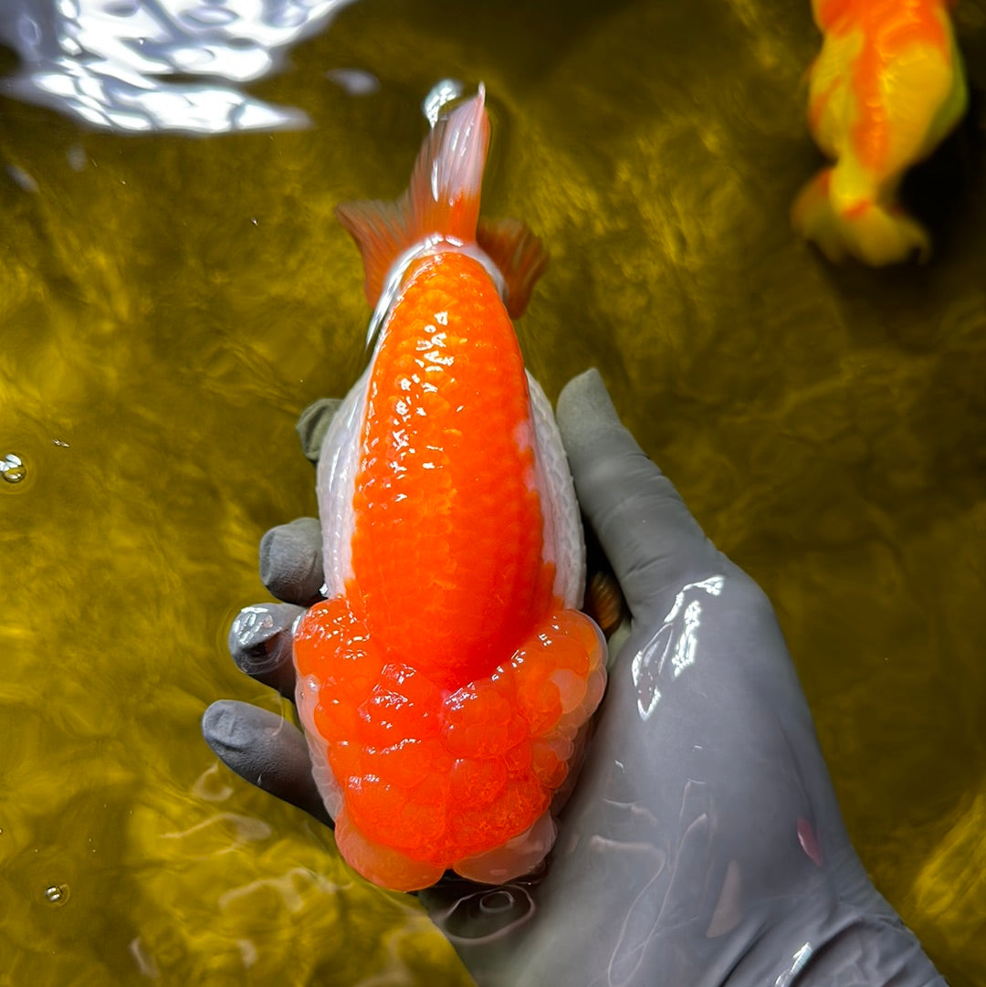 AAA Grade LionQueen 5-5.5 inches #0609LC_15