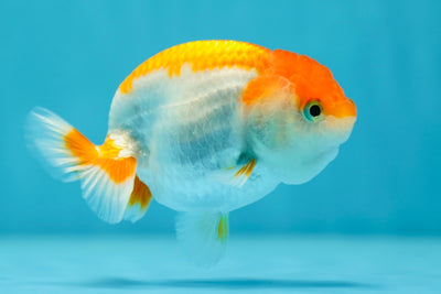 Lionchu Female 3.5 inches #0609LC_26