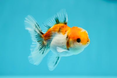 Calico Oranda Male 3 inches #0602OR_25