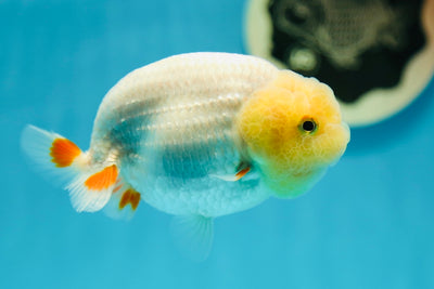 A Grade Lemonhead Lionchu Female 4 inches #0609LC_11