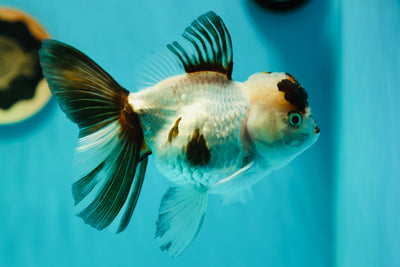 Oranda tricolore 5-5,5 pouces #0512OR_27