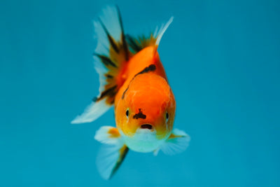 A Grade Bright Tiger Oranda Male 3.5 inches #0609OR_20