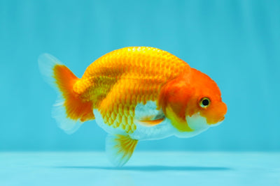 Lionchu Male 3.5 inches #0602LC_16