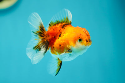 Sakura Oranda Female 3-3.2 inches #0526OR_19