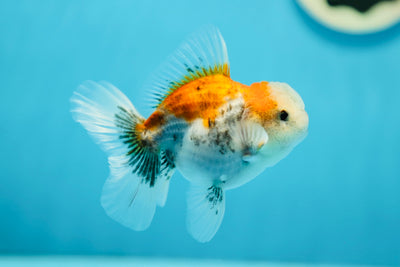 Mâle Calico Oranda de catégorie A Rose Tail 3,5 à 4 pouces #0714OR_08