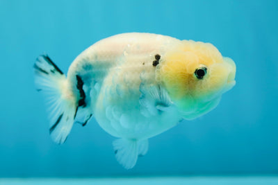 AAA Grade Milk Cow LionQueen 3.5-4 inches #0714LC_13