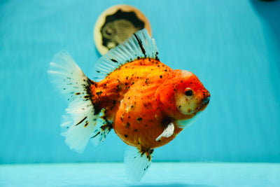 Oranda Super Jumbo de qualité AAA 6,5-7 pouces #0512OR_29