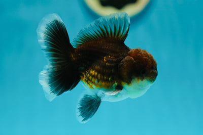 Kirin Oranda foncé mâle 3,5-4 pouces #0602OR_46