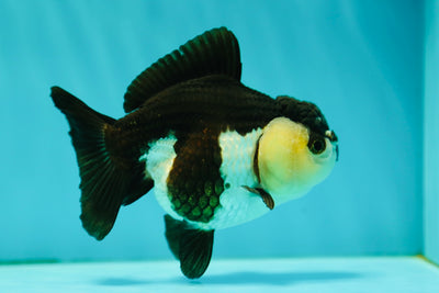 A Grade Panda Yuanbao Female 4-4.5 inches #0428YB_09