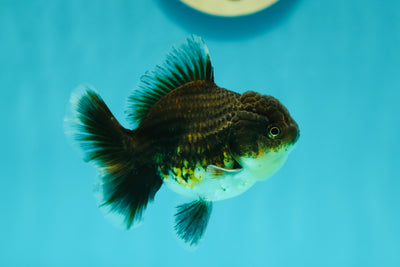 Kirin Oranda Female 3.5-4 inches #0526OR_15