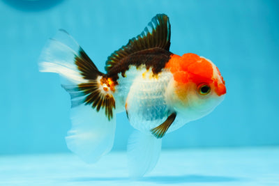 AAA Grade Tricolor Oranda Female 4.5 inches #0714OR_02
