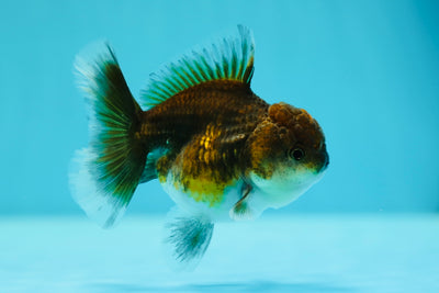 Dark Kirin Oranda Femelle 3,5 pouces #0602OR_42