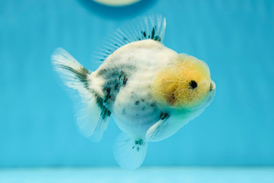 AAA Grade Granite Yuanbao Male 4 inches #0728YB_16