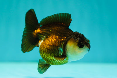 Panda Yuanbao femelle 3,5 pouces #0505YB_03