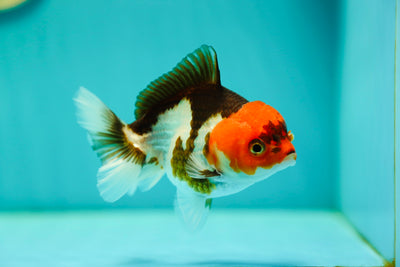 Red Head Tricolor Yuanbao Female 4 inches #0428YB_13