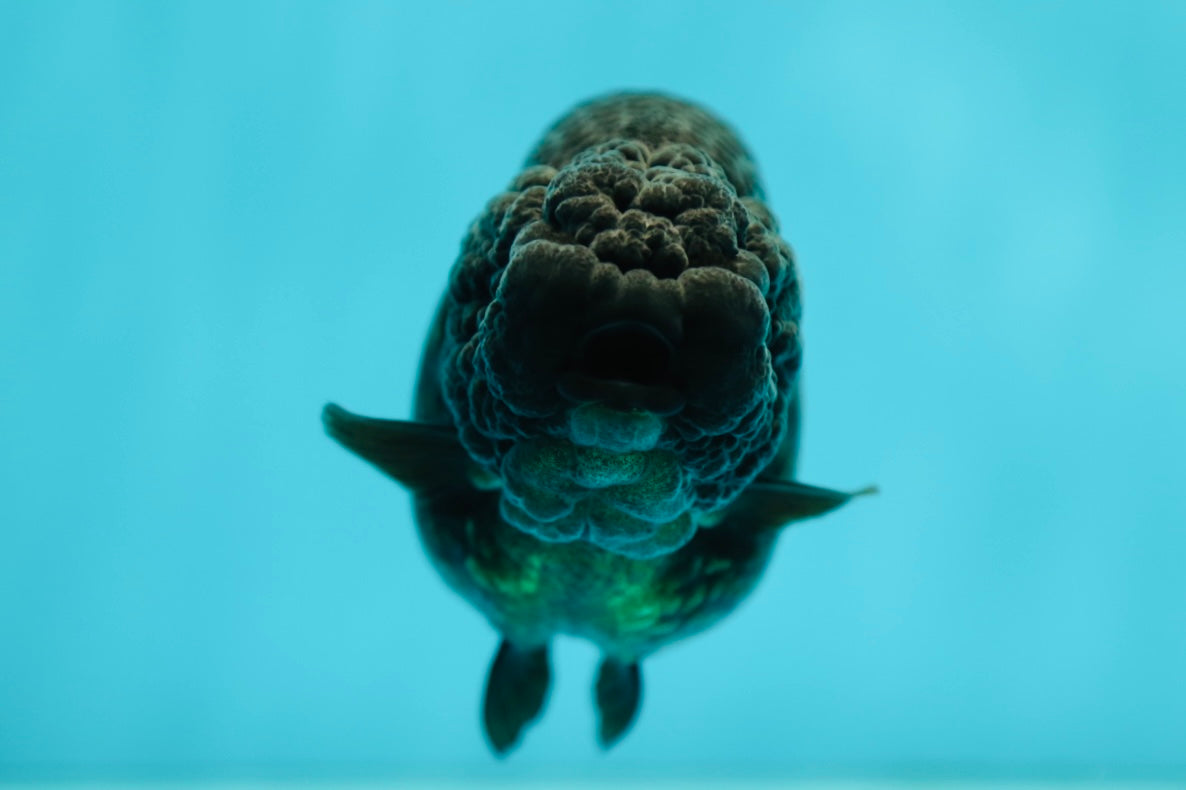 Black Lionchu 4 inches #0526LC_01