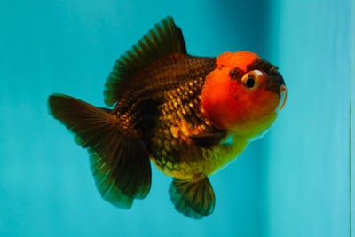 Apache Yuanbao Femelle 4 pouces #0505YB_04