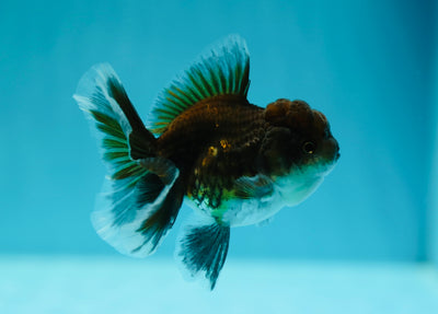 Dark Kirin Oranda Femelle 3-3,5 pouces #0602OR_44