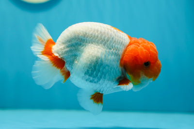 AAA Grade Cheeky Red Head Lionking 5-5.5 inches #0721LC_23